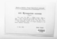 Phomopsis carnea image